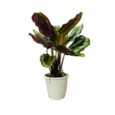Calathea Illustris - Live Plant (Home & Garden)